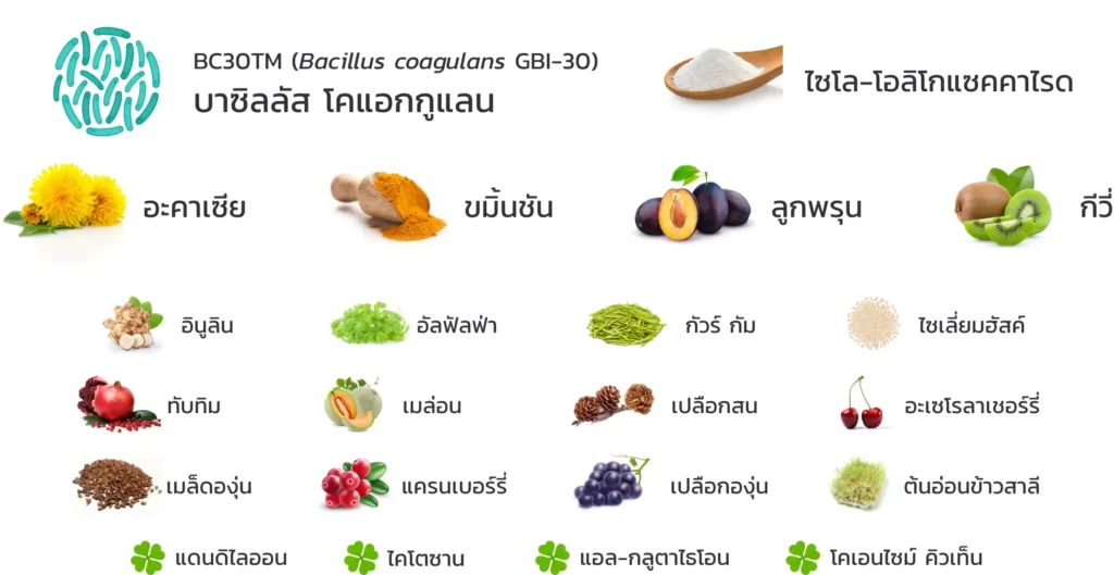 Probiotic โปรไบโอติก